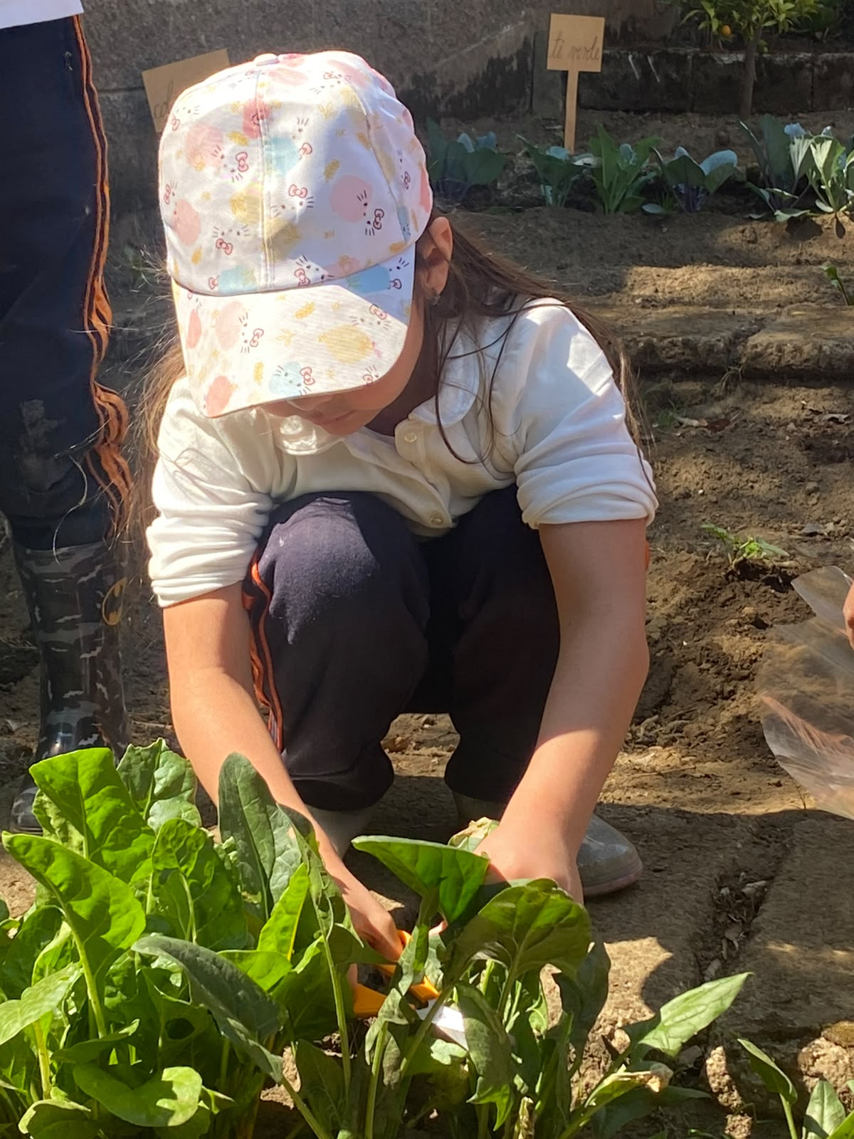Huerta - área de cultivo