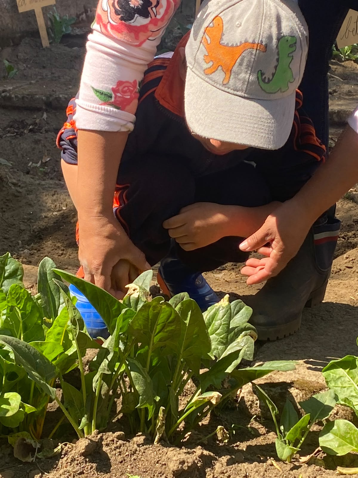 Huerta - cultivos