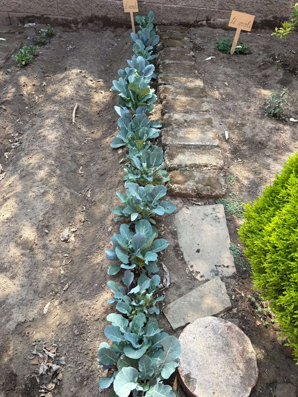 Huerta - naturaleza
